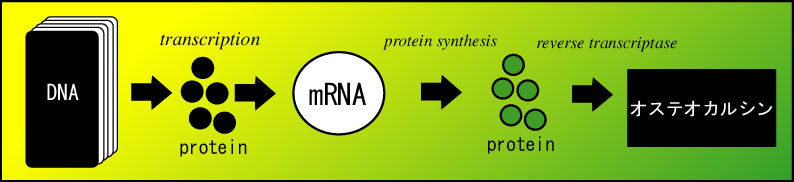 [fig.7 IXeIJVmRNȂ
]
